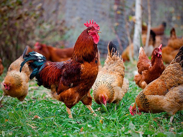 Породы куриц | ЗооТом - продажа, вязка и услуги для животных в Средней Ахтубе