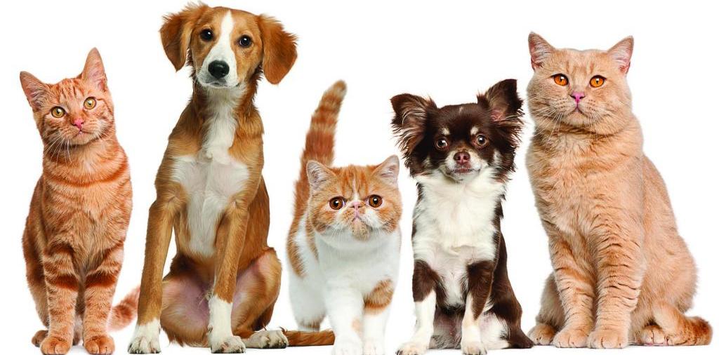 Доска объявлений о животных | ЗооТом - продажа, вязка и услуги для животных в Средней Ахтубе