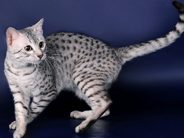 Породы кошек в Средней Ахтубе | ЗооТом портал о животных