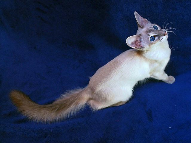 Выведенные породы кошек в Средней Ахтубе | ЗооТом портал о животных