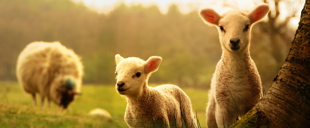 Объявления о сельскохозяйственных животных | ЗооТом - продажа, вязка и услуги для животных в Средней Ахтубе