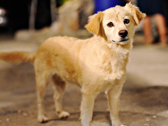 Породы собак в Средней Ахтубе | ЗооТом портал о животных