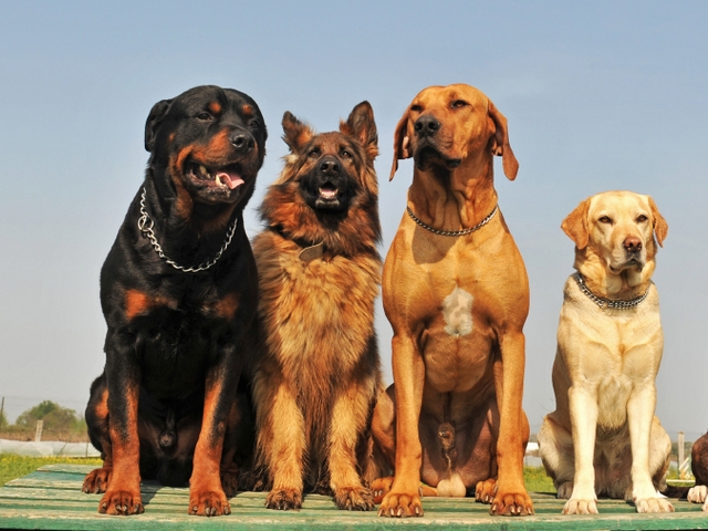 Крупные породы собак в Средней Ахтубе | ЗооТом портал о животных