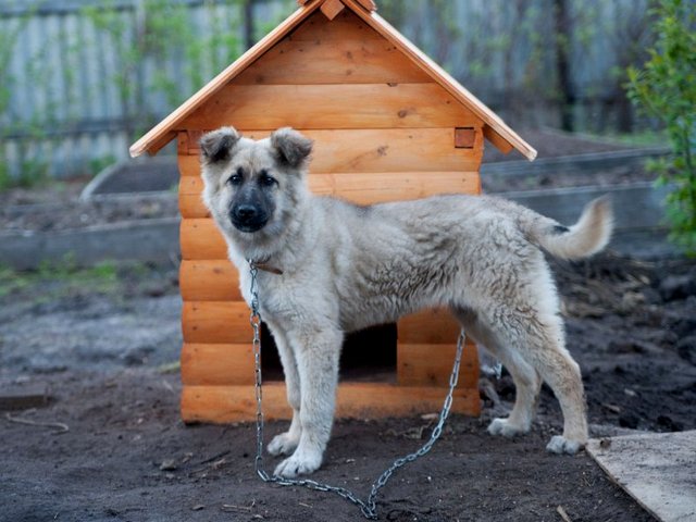 Все о собаках в Средней Ахтубе